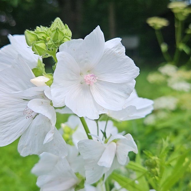 Photo of the plant species Musk Mallow by @GrandeeCodiaeum named Beckham on Greg, the plant care app
