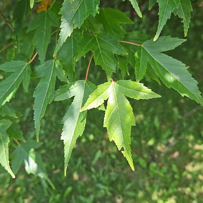 Photo of the plant species Amur Maple by @GrandeeCodiaeum named Madonna on Greg, the plant care app
