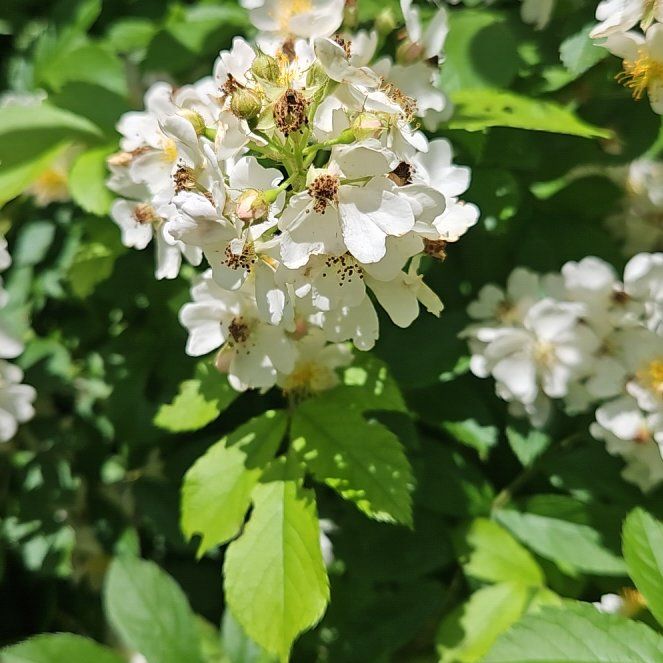Photo of the plant species Multiflora Rose by @GrandeeCodiaeum named Lola on Greg, the plant care app