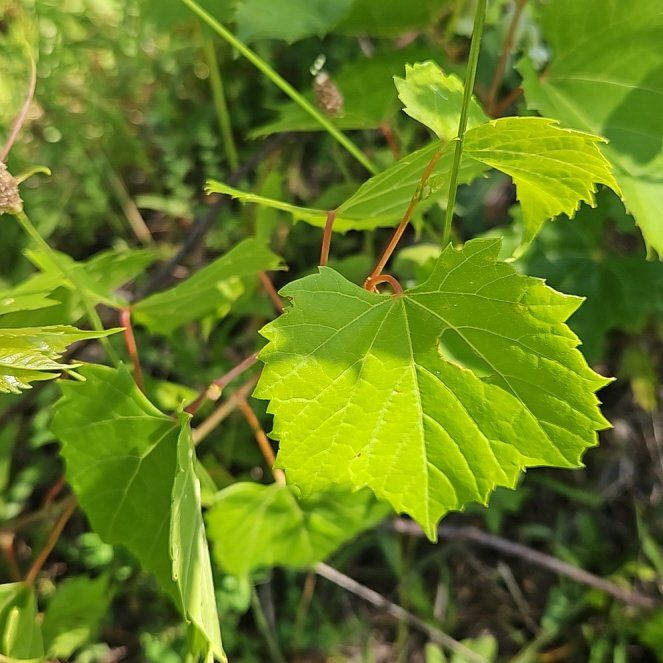 Photo of the plant species Muscadine Grape by @GrandeeCodiaeum named Fernie Mac on Greg, the plant care app
