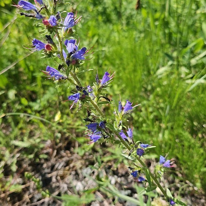 Photo of the plant species Viper's Bugloss by @GrandeeCodiaeum named Denali on Greg, the plant care app