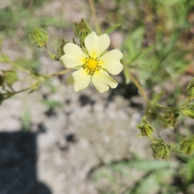 Photo of the plant species Sulphur Cinquefoil by @GrandeeCodiaeum named Bella on Greg, the plant care app