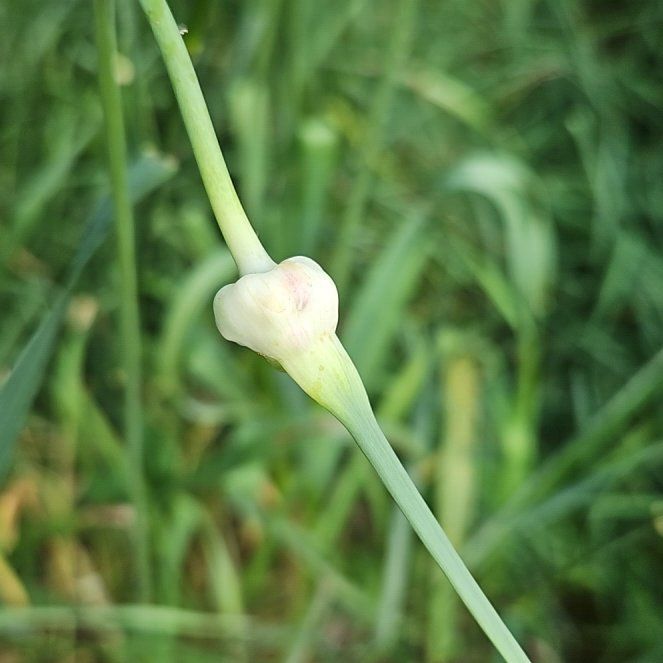 Photo of the plant species Garlic by @GrandeeCodiaeum named Remington on Greg, the plant care app
