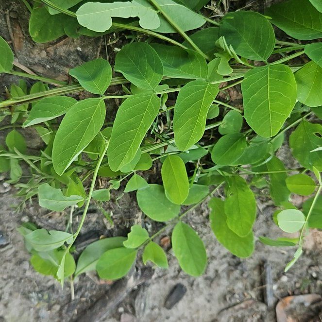 Photo of the plant species Black Locust by @GrandeeCodiaeum named Homer on Greg, the plant care app