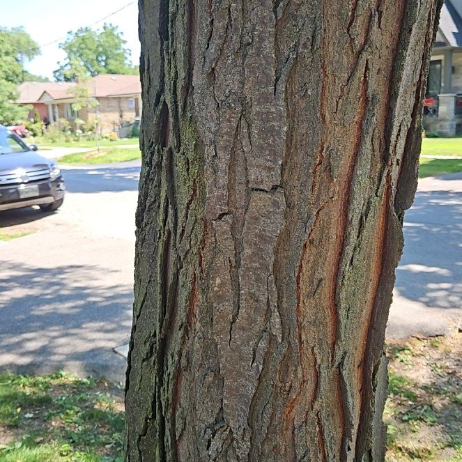 Photo of the plant species Common Honeylocust by @GrandeeCodiaeum named Kardashian on Greg, the plant care app