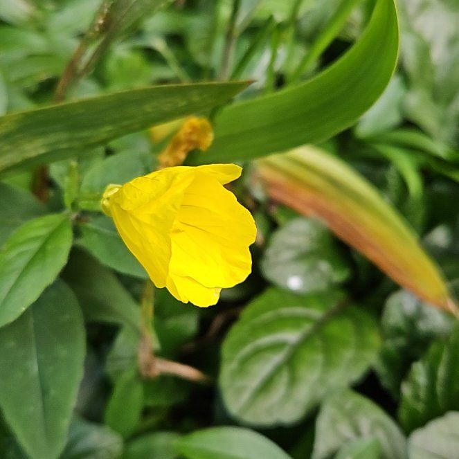 Photo of the plant species Sundrops by @GrandeeCodiaeum named Rosa on Greg, the plant care app