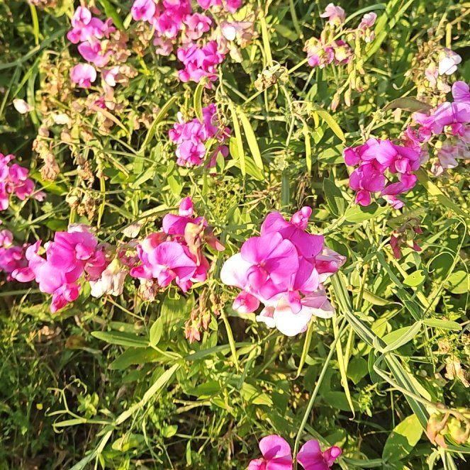 Photo of the plant species Lathyrus Latifolius by @GrandeeCodiaeum named Oscar on Greg, the plant care app