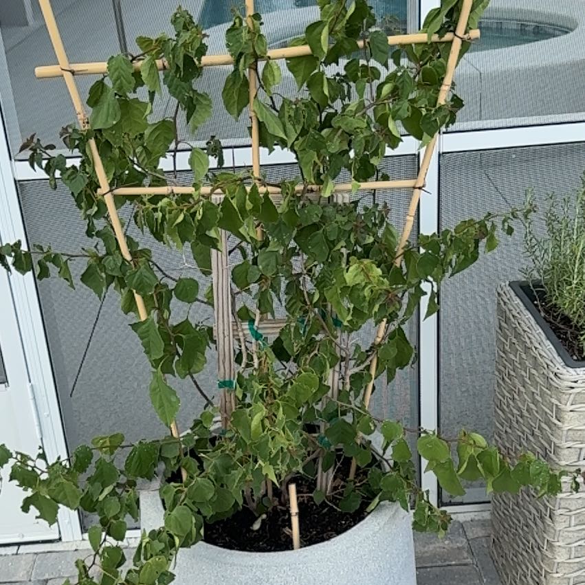 Photo of the plant species Bougainvillea Tree by @YummyMastic30 named Maya on Greg, the plant care app