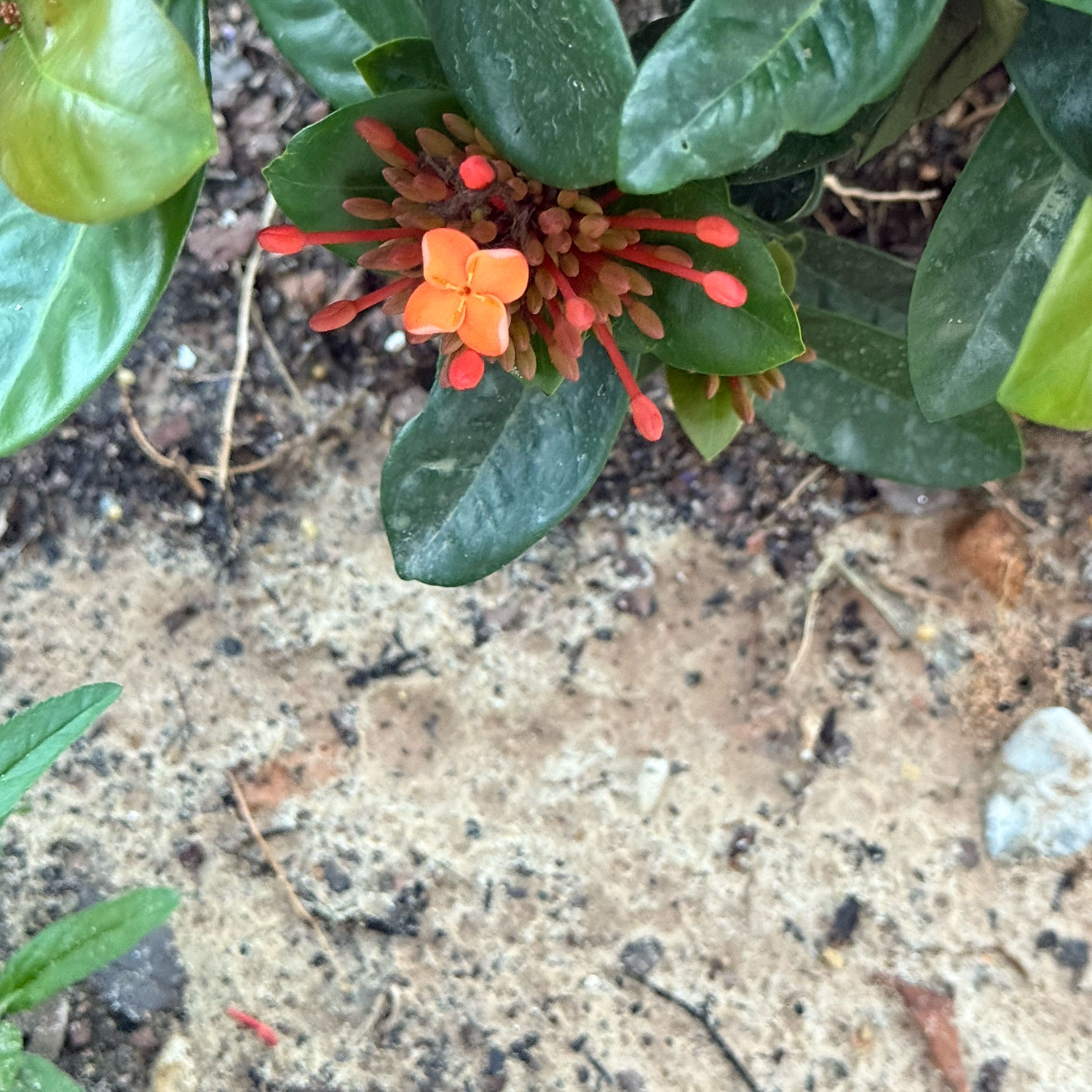 Photo of the plant species Red Bush Ixora by @AceSiricote35 named Mollie on Greg, the plant care app
