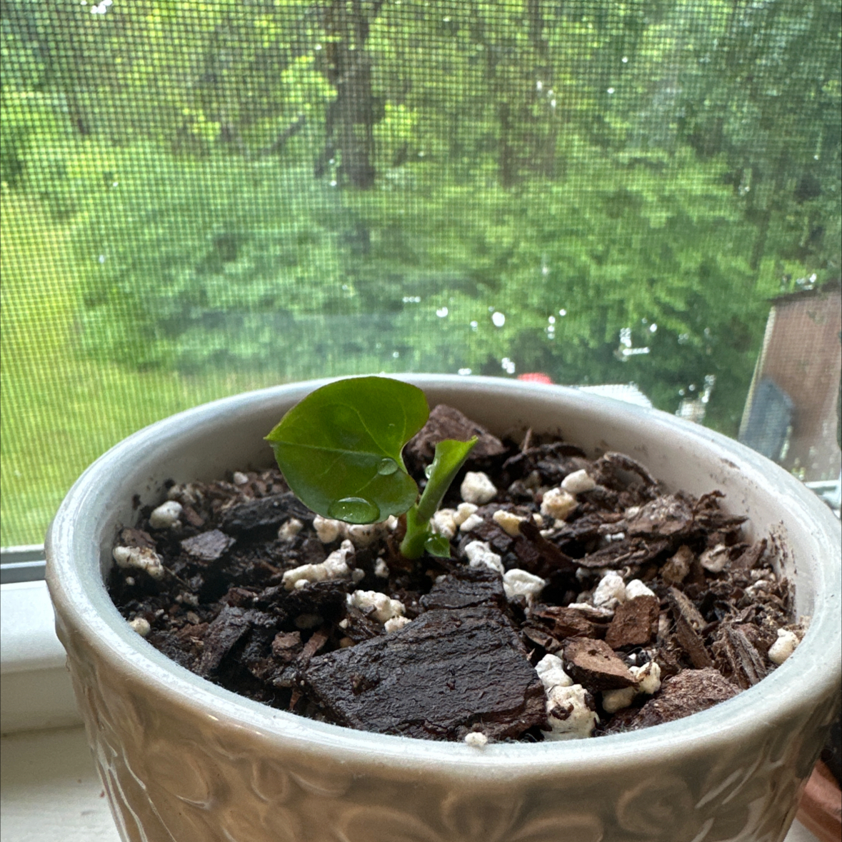 Photo of the plant species Arrowhead by @FitBlacksage97 named Bella on Greg, the plant care app