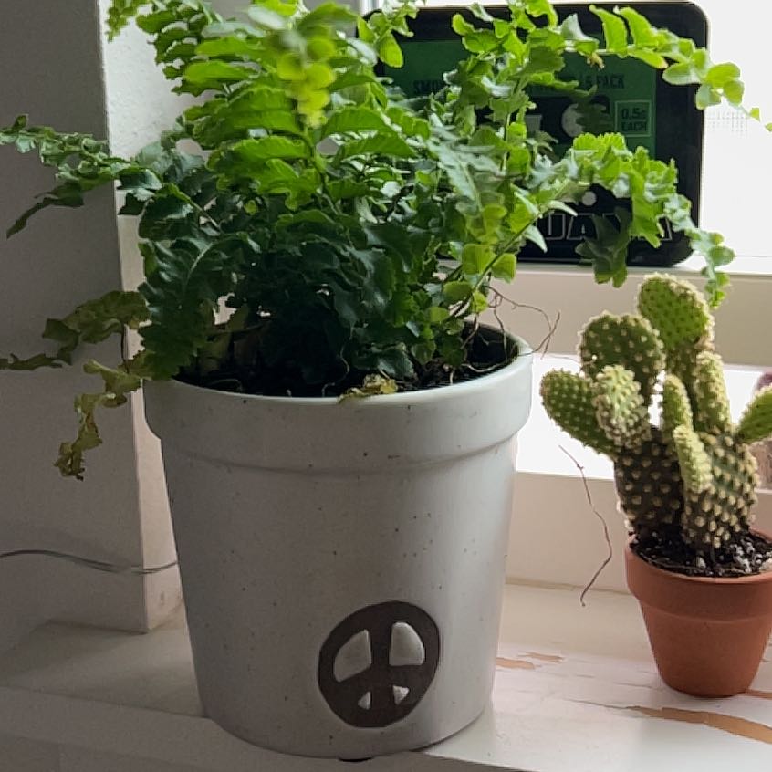 Plant care for Hartford Fern on Greg, the plant care app