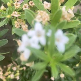 Photo of the plant species Salt Heliotrope by @ZingDamsii36 named Pax on Greg, the plant care app