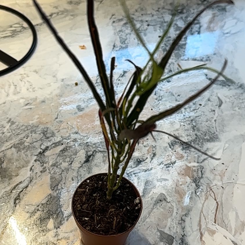 Photo of the plant species Picasso's Paintbrush by @Imtrying named Harry on Greg, the plant care app