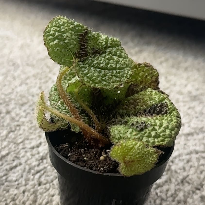 Photo of the plant species Iron Cross Begonia by @Imtrying named James Dean on Greg, the plant care app