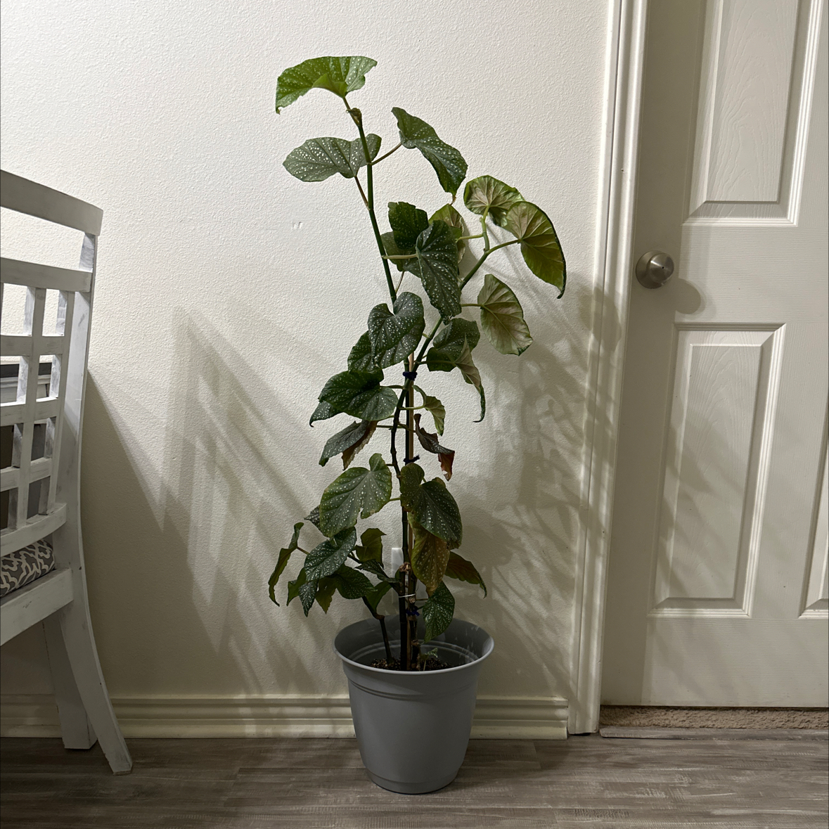 Polka Dot Begonia plant photo by @KaitSand named Spot on Greg, the plant care app.