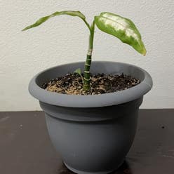 Dieffenbachia plant
