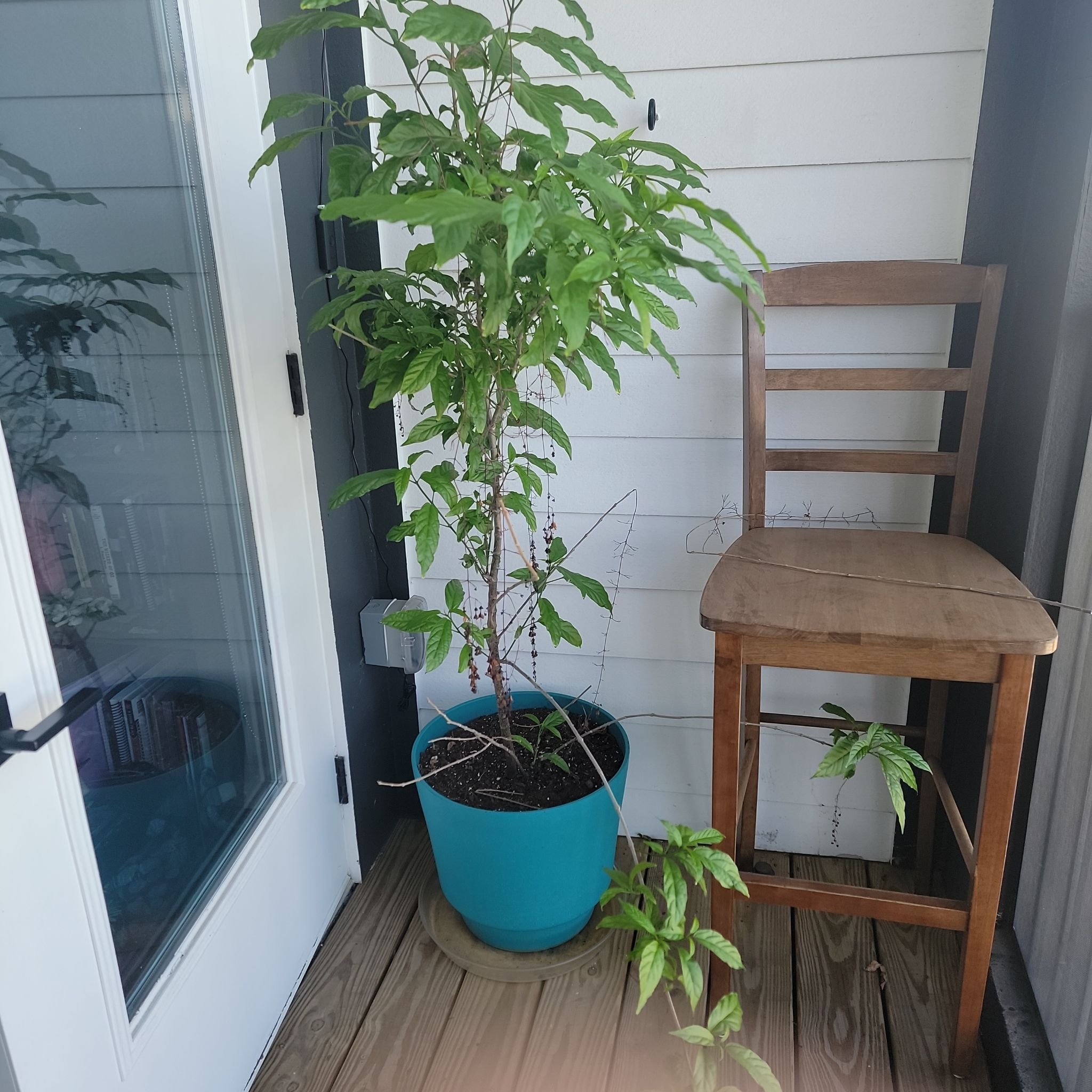 Photo of the plant species Light Bulb Plant by @BrightWasabi named Winston on Greg, the plant care app