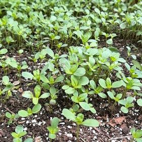 Photo of the plant species Zinnia by @PalpableSalsa31 named Rainier on Greg, the plant care app