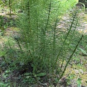 Photo of the plant species Great Horsetail by @FunCapsicum22 named Gaga on Greg, the plant care app
