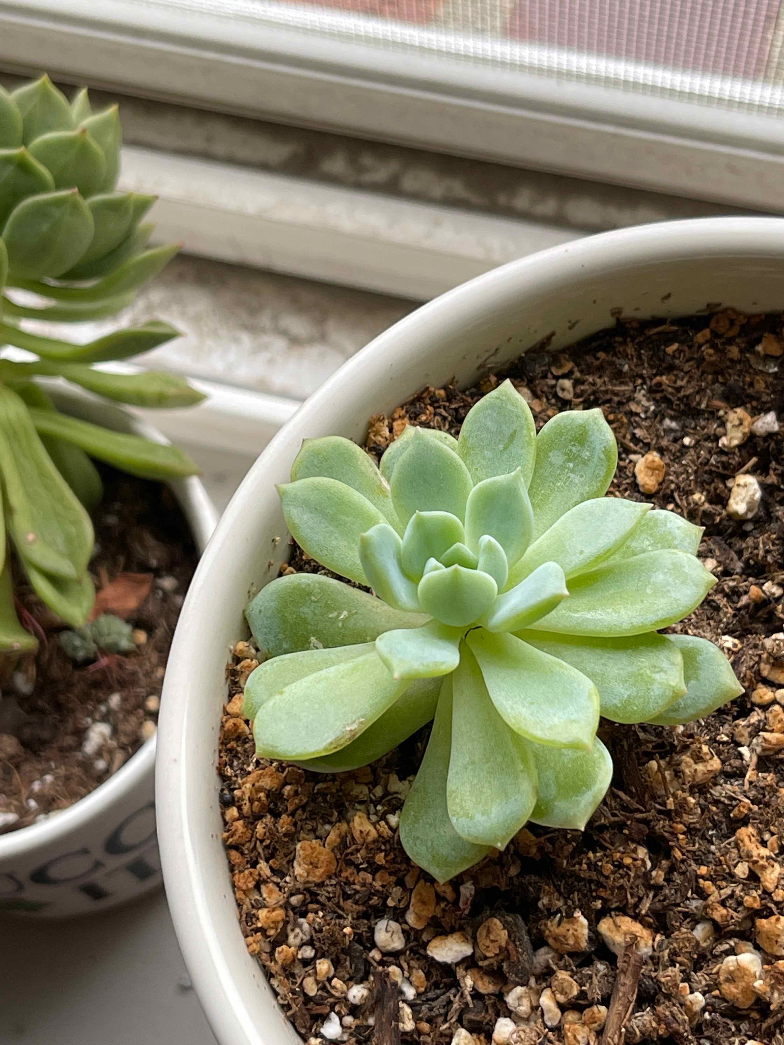 Prolific Echeveria succulent in a pot with visible soil, appears healthy.