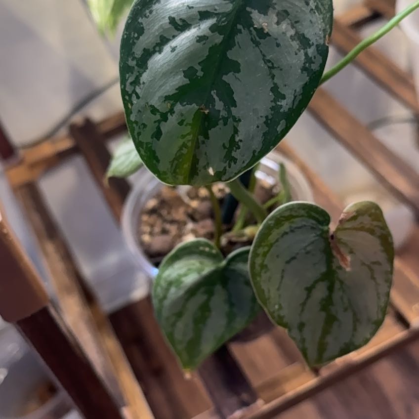 Photo of the plant species Pilodendron Brandi by @AffluentGinseng named Sahara on Greg, the plant care app
