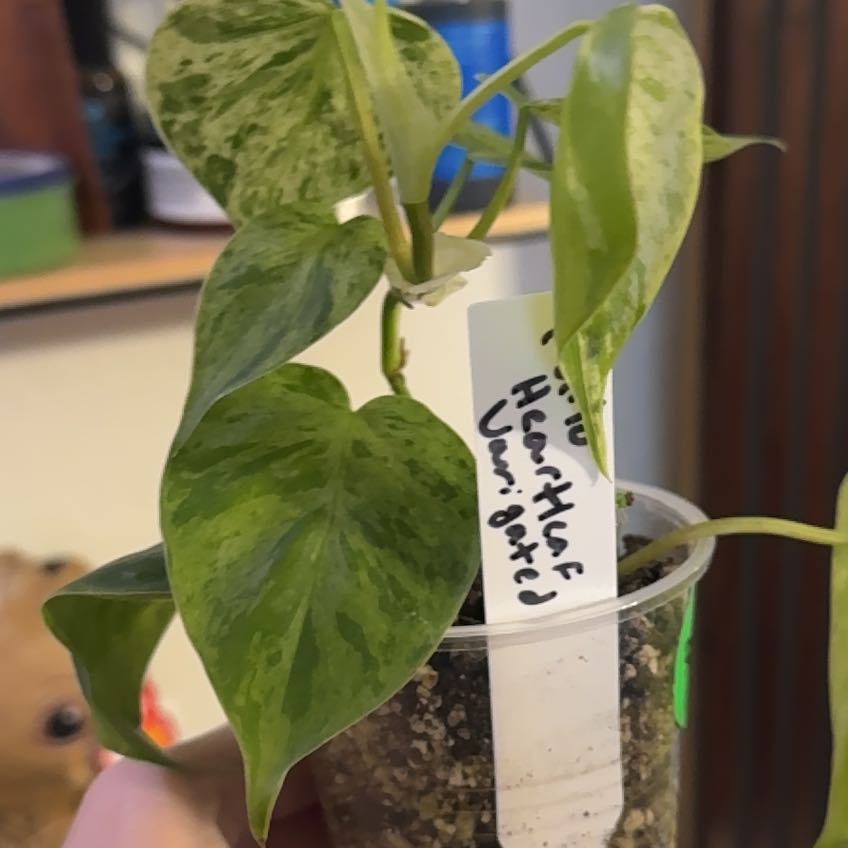 Photo of the plant species Variegated Heart-Leaf Philodendron by @AffluentGinseng named Navajo on Greg, the plant care app