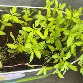 Photo of the plant species False Mermaidweed by @NaturallyPansy0 named Harper on Greg, the plant care app