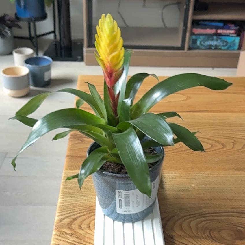 Photo of the plant species Bromeliad Vriesea by @AcePeanut20 named Curie on Greg, the plant care app