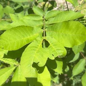 Photo of the plant species Bitternut Hickory by @TopBlueelf31 named Bella on Greg, the plant care app