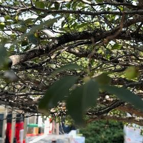 Photo of the plant species Cherry Plum by @TopBlueelf31 named Ronaldo on Greg, the plant care app