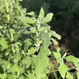 Photo of the plant species Lateflowering Goosefoot by @TopBlueelf31 named Rainier on Greg, the plant care app