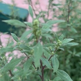 Photo of the plant species White Goosefoot by @TopBlueelf31 named Eva on Greg, the plant care app