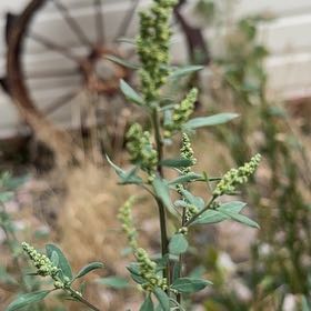 Photo of the plant species White Goosefoot by @TopBlueelf31 named Orlando Bloom on Greg, the plant care app