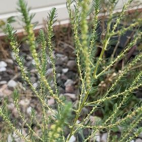 Photo of the plant species Mexican Burningbush by @TopBlueelf31 named Forrest on Greg, the plant care app