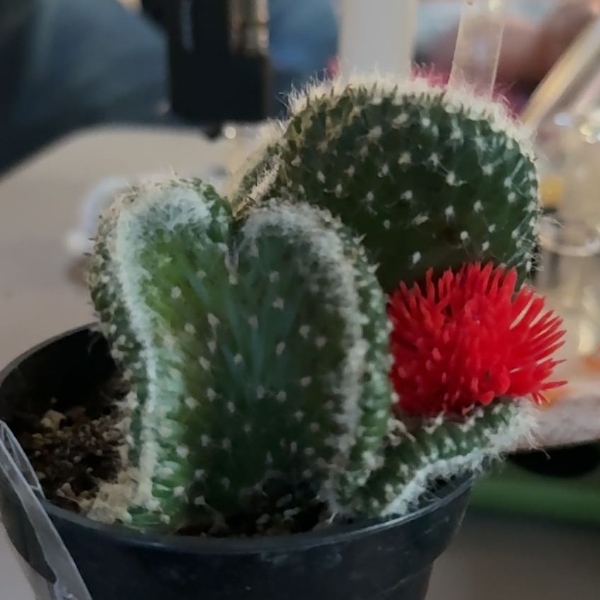 Photo of the plant species Roller Coaster Cactus by @ManlyRockfig7 named Anne on Greg, the plant care app