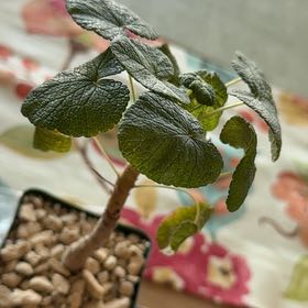 Photo of the plant species Old Father Live Forever by @SassyWychelm5 named Xena on Greg, the plant care app
