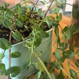 Photo of the plant species Mint by @IconCebenese77 named Austen on Greg, the plant care app
