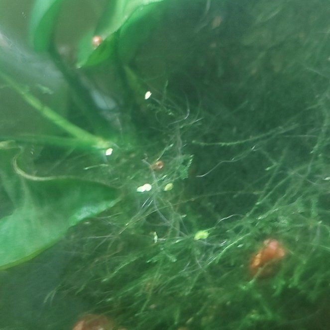 Photo of the plant species Narrow-Fruited Water-Starwort by @BrightBogarum50 named Nemo on Greg, the plant care app