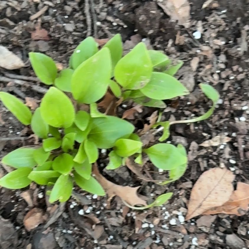 Photo of the plant species Smilax Asparagus by @BountifulKale named Plato on Greg, the plant care app