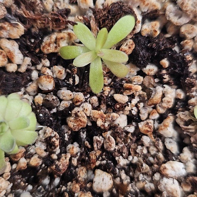 Plant care for Aphrodite Butterwort on Greg, the plant care app