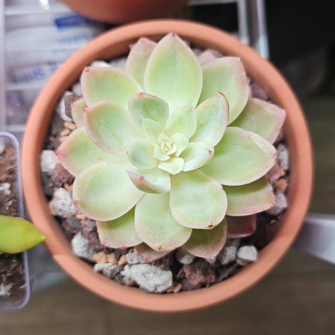 Photo of the plant species Echeveria 'Silk Veil' by @RainaRainB named Elli on Greg, the plant care app