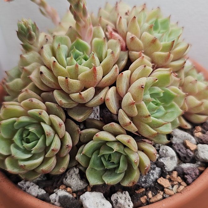 Photo of the plant species Ben Badis Echeveria by @RainaRainB named Elle on Greg, the plant care app