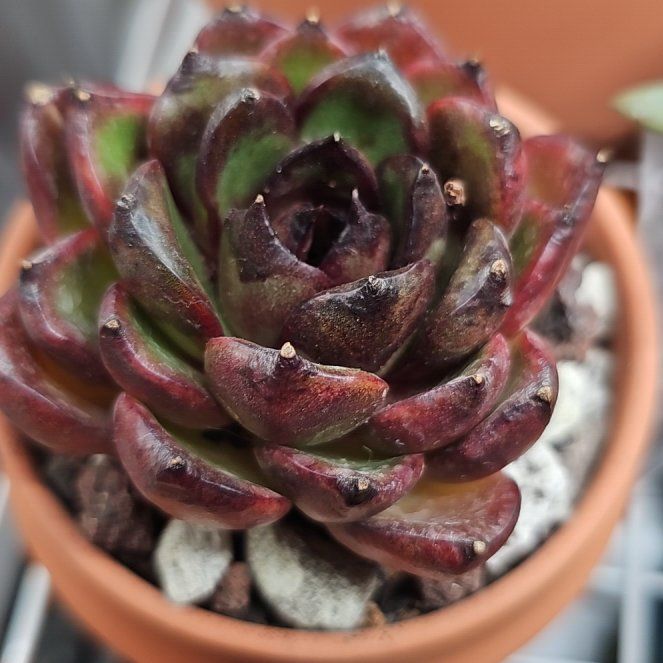 Photo of the plant species Black Mamba Echeveria by @RainaRainB named Vamp Mamba on Greg, the plant care app