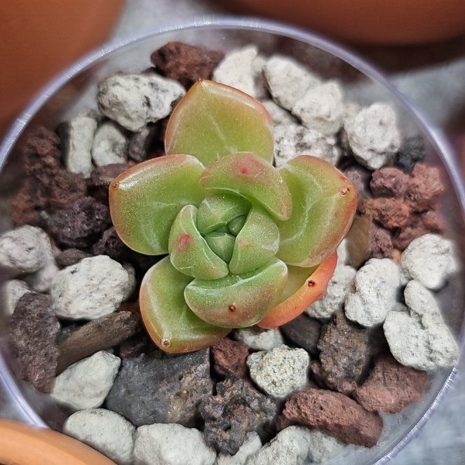 Photo of the plant species Ice Green by @RainaRainB named Baby Ice on Greg, the plant care app