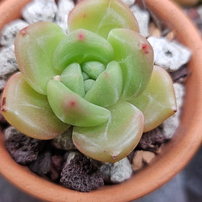 Photo of the plant species Ice Green by @RainaRainB named Biggie Ice on Greg, the plant care app