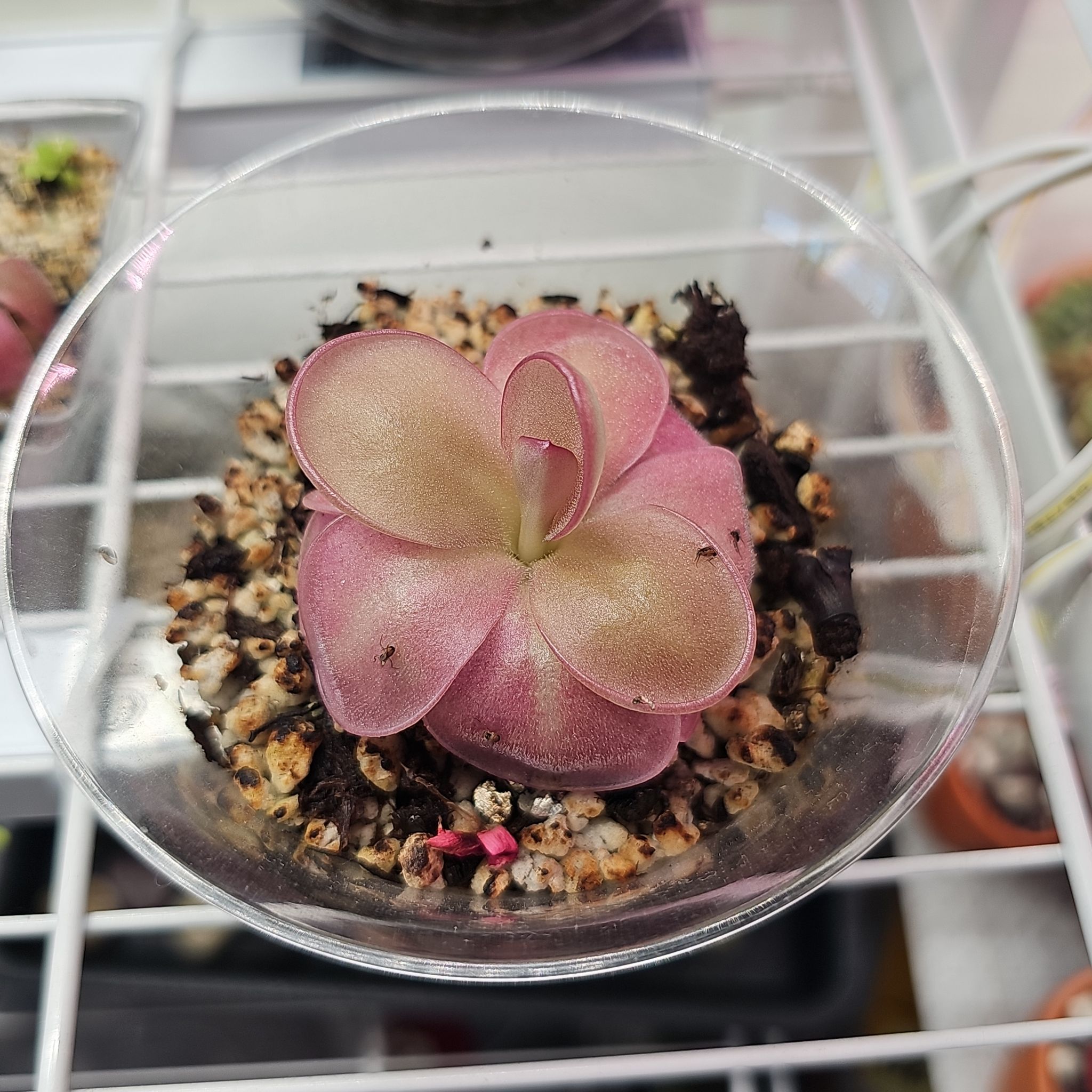 Photo of the plant species Peaches by @RainaRainB named Peaches on Greg, the plant care app