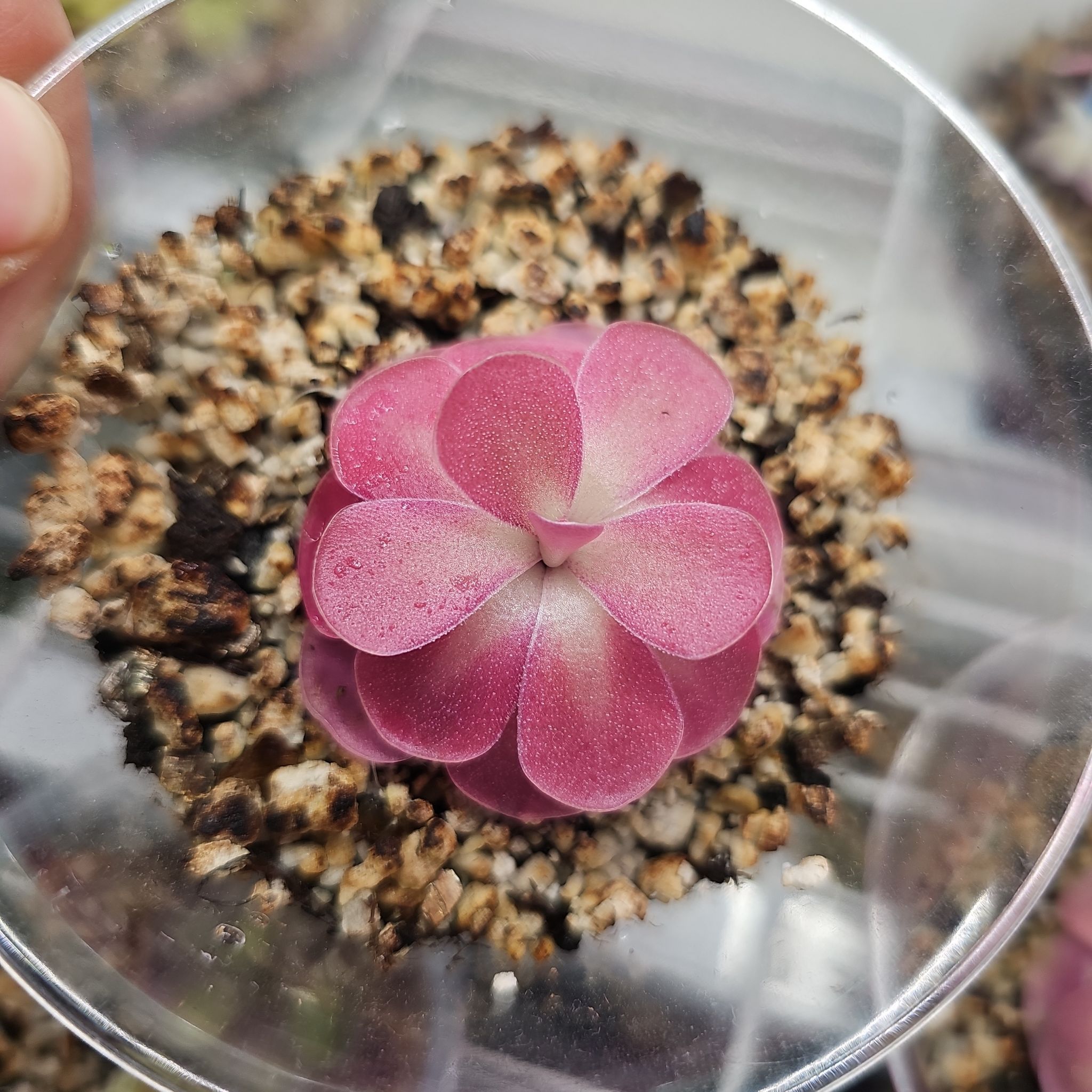 Photo of the plant species Butterwort by @RainaRainB named Jo on Greg, the plant care app