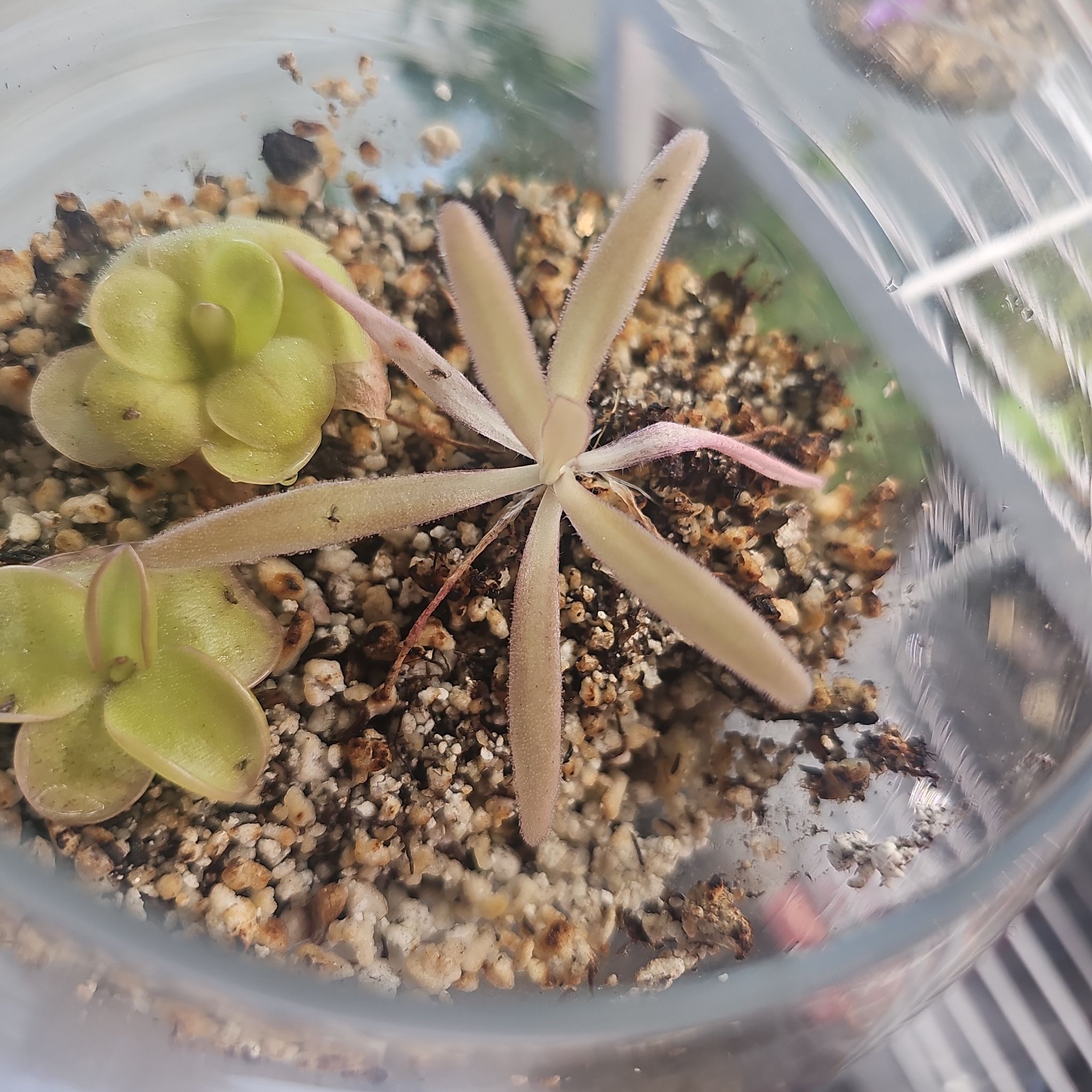 Photo of the plant species Butterwort, Mexican Cultivars by @RainaRainB named Afro on Greg, the plant care app