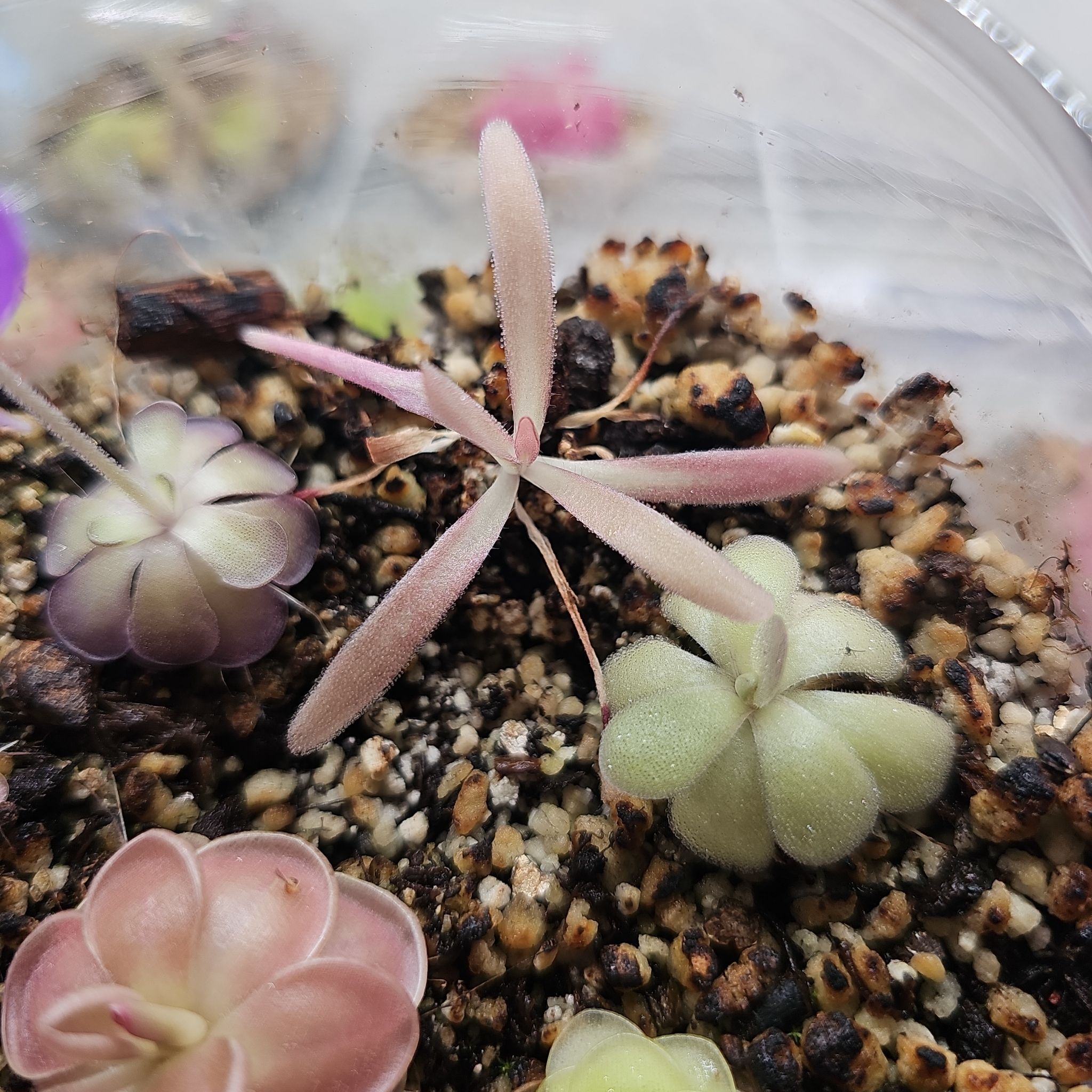 Photo of the plant species Butterwort, Mexican Cultivars by @RainaRainB named Afri on Greg, the plant care app