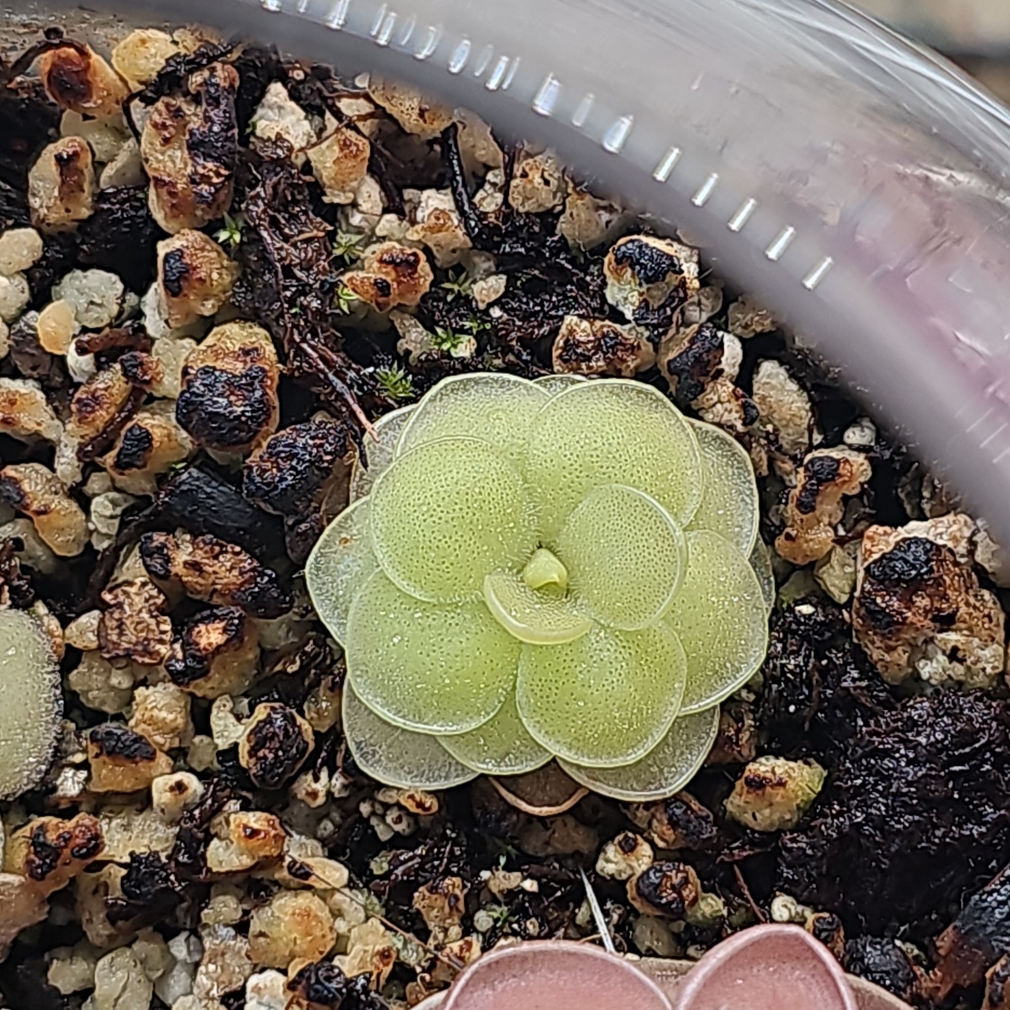 Photo of the plant species Pinguicula emarginata by @RainaRainB named Spottie on Greg, the plant care app